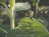 [Pentax] 向日葵的毛 & 葉上昆蟲