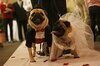 狗狗婚禮
