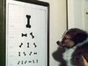 狗狗視力測驗表