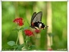 [Olympus]飛舞的大鳳蝶