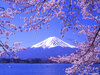 漂亮的櫻花風景圖