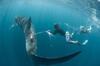 最大魚類鯨鯊水下飛行能力過人
