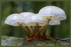 雨後的蘑菇