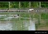[Fujifilm(富士)]土牛客家文化館前的池塘