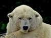 全球暖化對於北極熊生態的影響