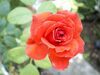 [Pentax]玫瑰玫瑰我愛你