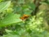 [Nikon/Nikkor]可愛的竹紅弄蝶