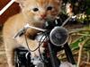 小貓咪的新式摩托車