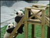 看過熊貓溜滑梯嗎？