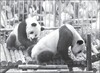 武漢動物園招志願者助養大熊貓
