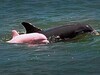 路易斯安那湖 驚現粉色海豚