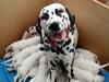 英斑點狗一胎18隻 破世界紀錄