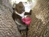 Funny Koalas 無尾熊