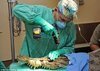 Animal Surgery 動物的外科手術