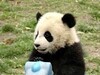 熊貓不常見的樣子