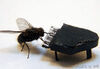 如何讓蒼蠅不再危害人類？