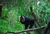 新加坡動物園-猴子大集合