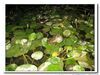 埔里桃米村拍到的五種蛙類