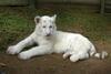 南非誕生首只白色孟加拉虎
