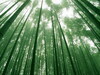 SOME BAMBOO PIC