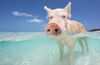 没吃过猪肉也看过猪游泳！