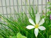 白花蔥蘭