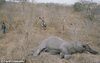 糧食短缺…數百村民瓜分一頭大象屍體