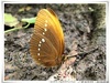 串珠環紋蝶