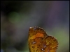 [Nikon/Nikkor]Butterfly及Moth
