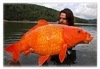 14公斤 傳奇大金魚