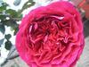 玫瑰 －皇家胭脂