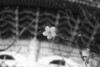 [Canon]櫻花