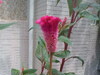 請問這會開紅紅捲捲的花是什麼名字？