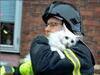 被消防員救出的貓，眼神已說明了一切