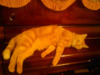 貓在鋼琴上昏倒了